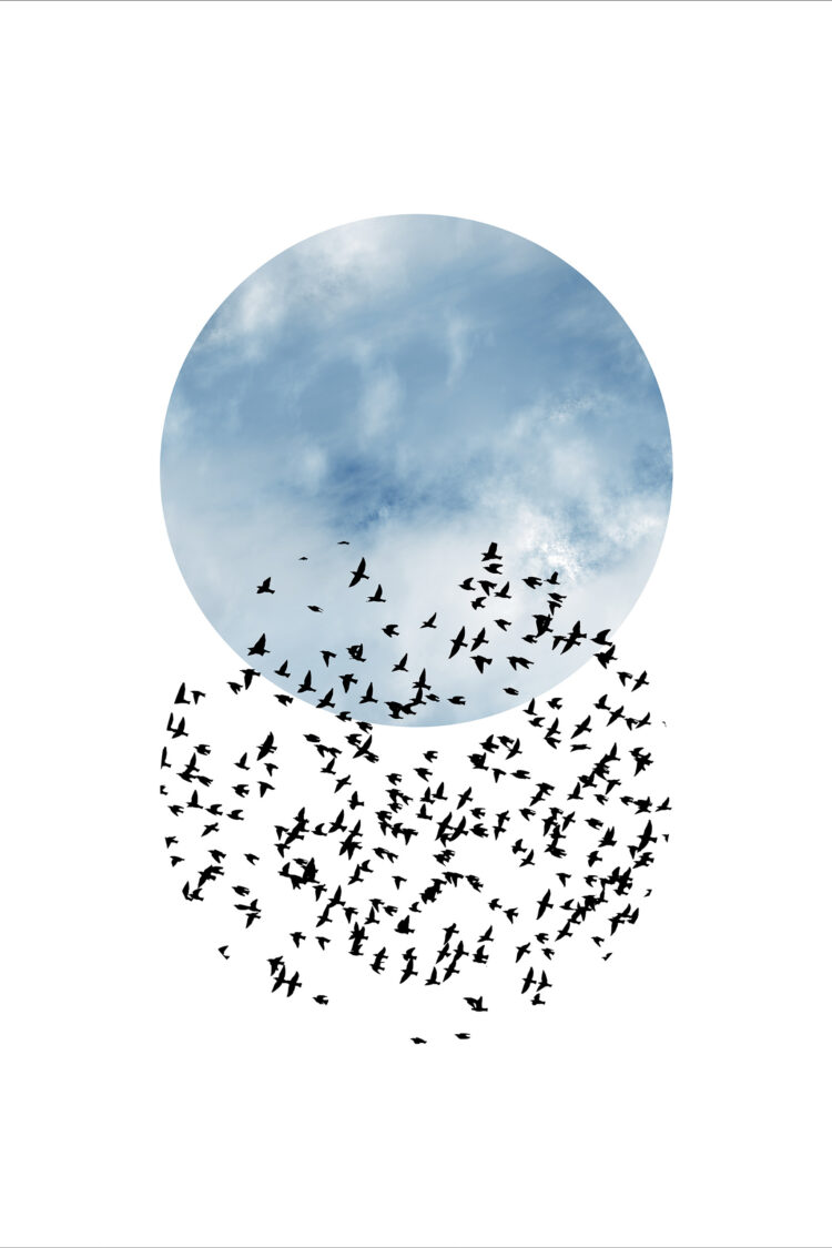 Vogels in cirkel
