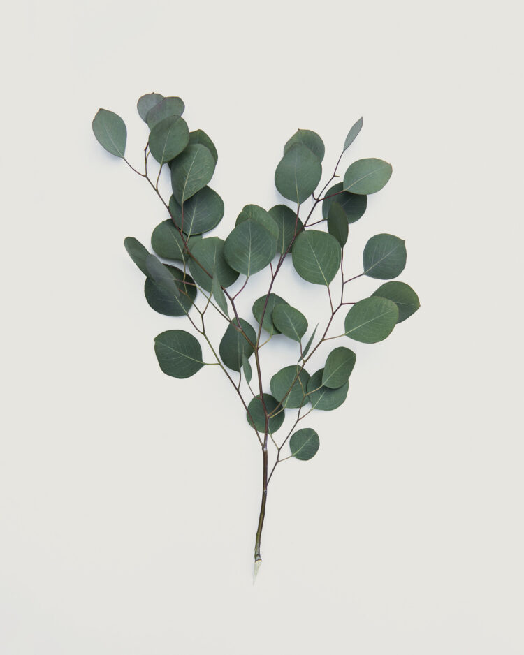 eucalyptusblad
